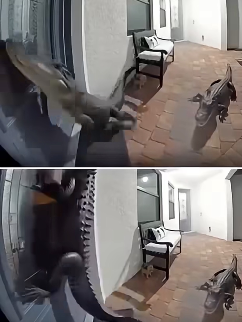 Florida Family Shocked as Two Alligators Show Up at Their Door โ One Even Stood Like a Person