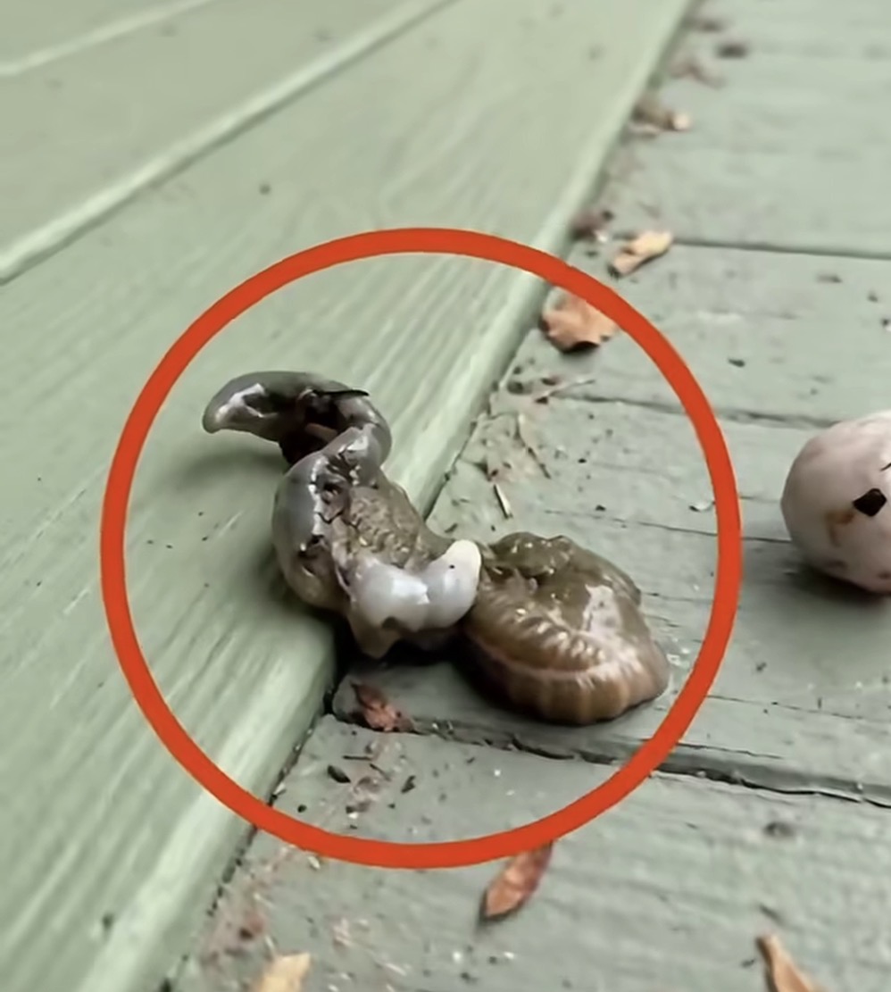 I Found Something Unusual on My Balcony — The Unexpected Explanation Was Surprisingly Simple