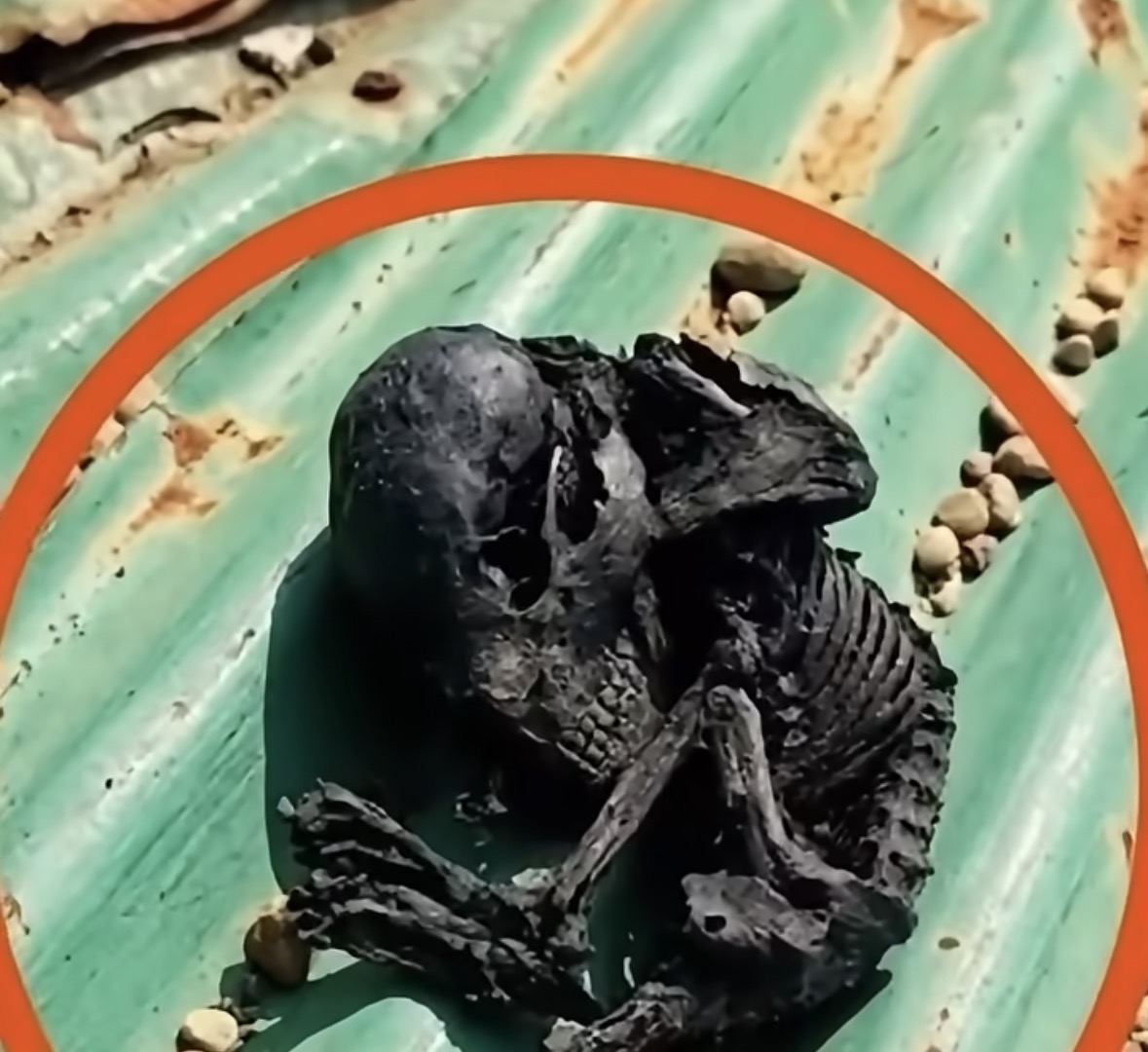 I Went Up to Repair My Roof, but an Unexpected Discovery Left Me Speechless