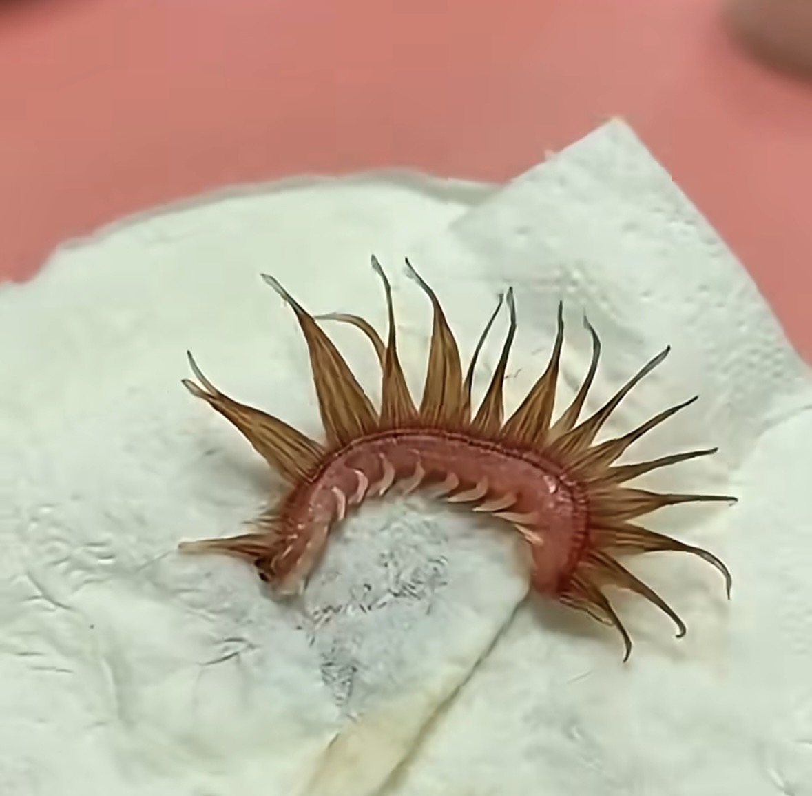 We Thought a Terrifying Parasite Was Attached to Our Dog — The Truth Left Us Laughing