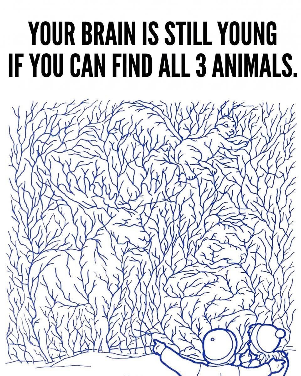 Find all 3 animals ???