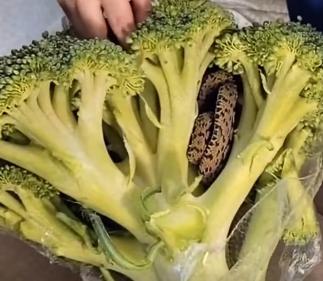 Aldi Shopper Makes an Unexpected Discovery in a Bag of Broccoli