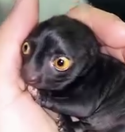 A strange creature from the forest was brought home by the man