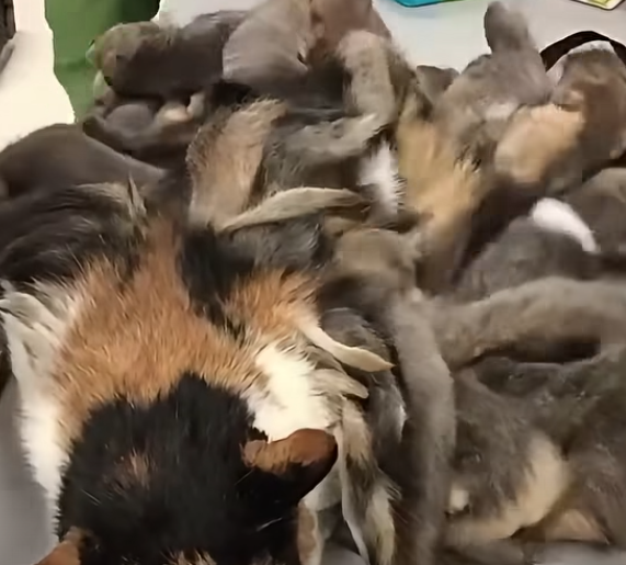 Police Respond to an Anonymous Animal Welfare Tip and Discover a Concerning Situation
