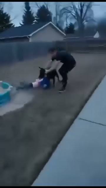A Neighbor’s Dog Turned a Frightening Moment Into an Unforgettable Lesson