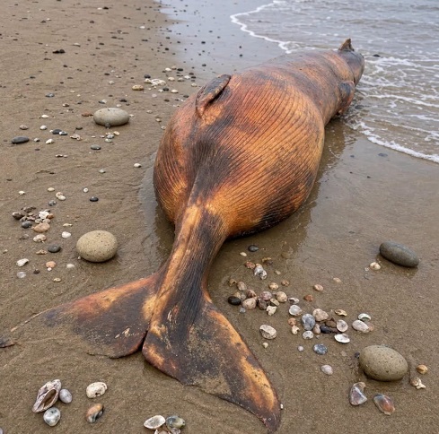Early this morning, I was walking along the beach when I suddenly noticed this on the shore.