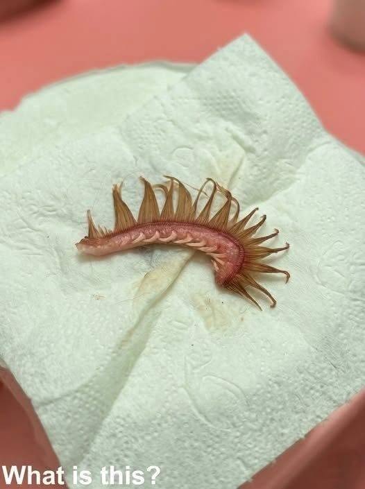 My girlfriend came home after a walk with the dog. Attached to the dogโs fur, we discovered this. Weโve beenโฆ