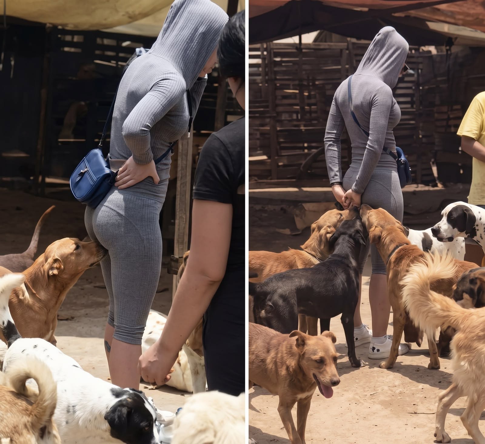 If your dog is sniffing your gen!tal area, it means yo…
